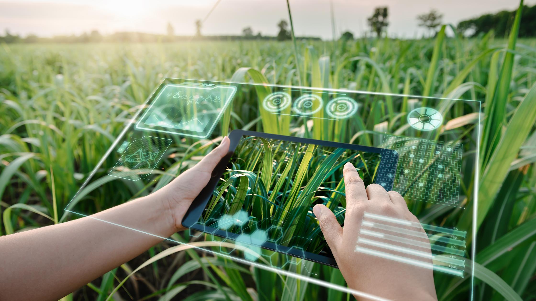 Digital tablet with virtual reality artificial intelligence (AI) for analyzing plant disease.
