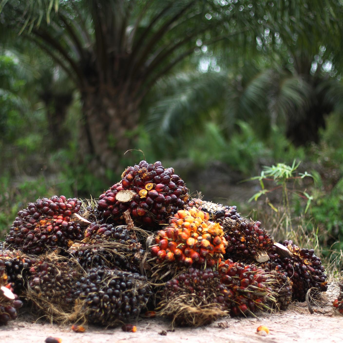 Harvested palm oil fruit