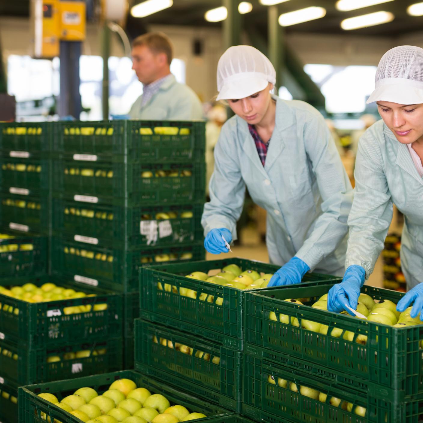 Young focused female workers in uniform sticking labels on fresh apples at factor