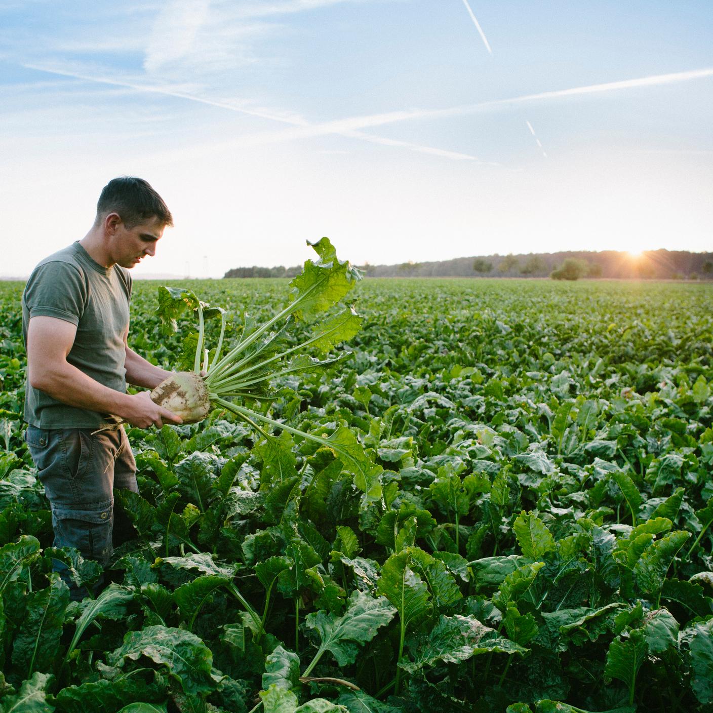 Farmer harvesting in a green field