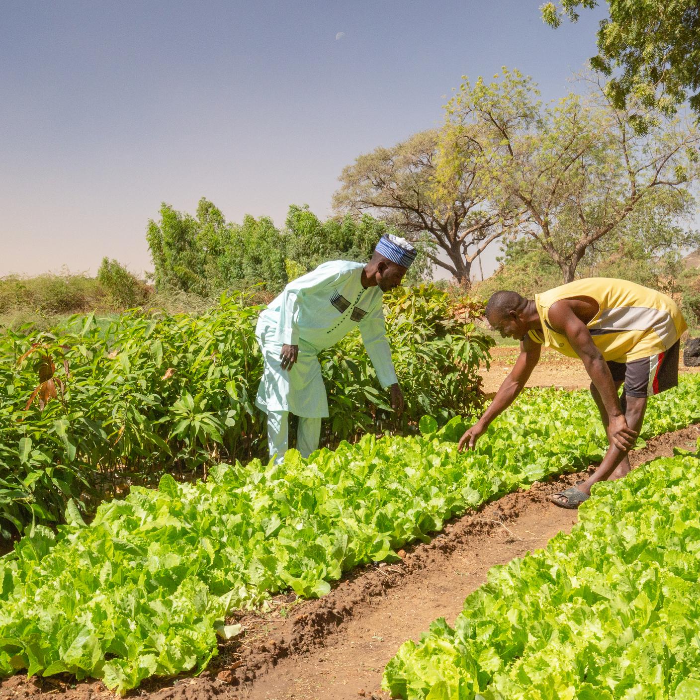 Two African men inspecting lettuce crops and a mango tree nursery