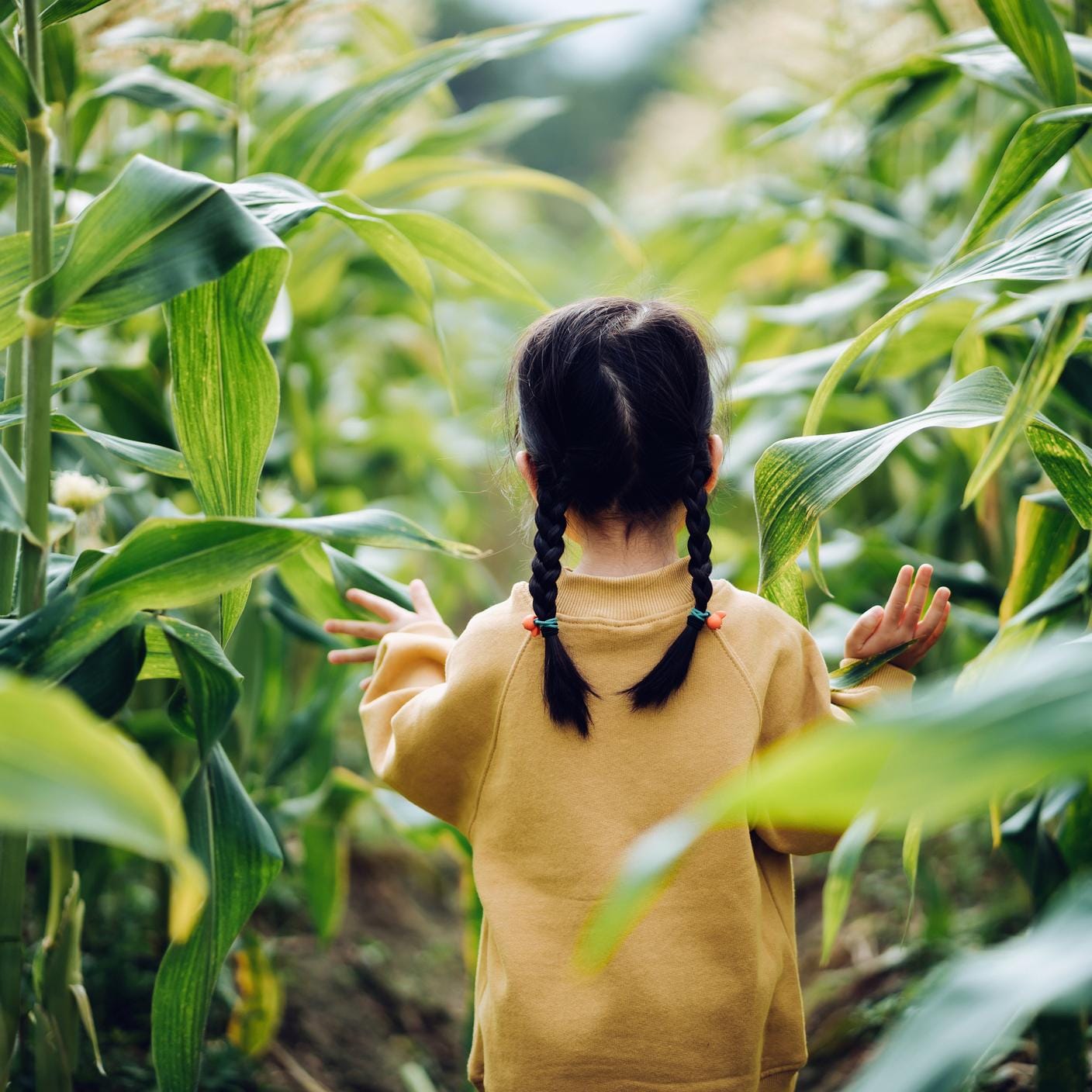 Rear view of lovely little Asian girl walking through corn field.