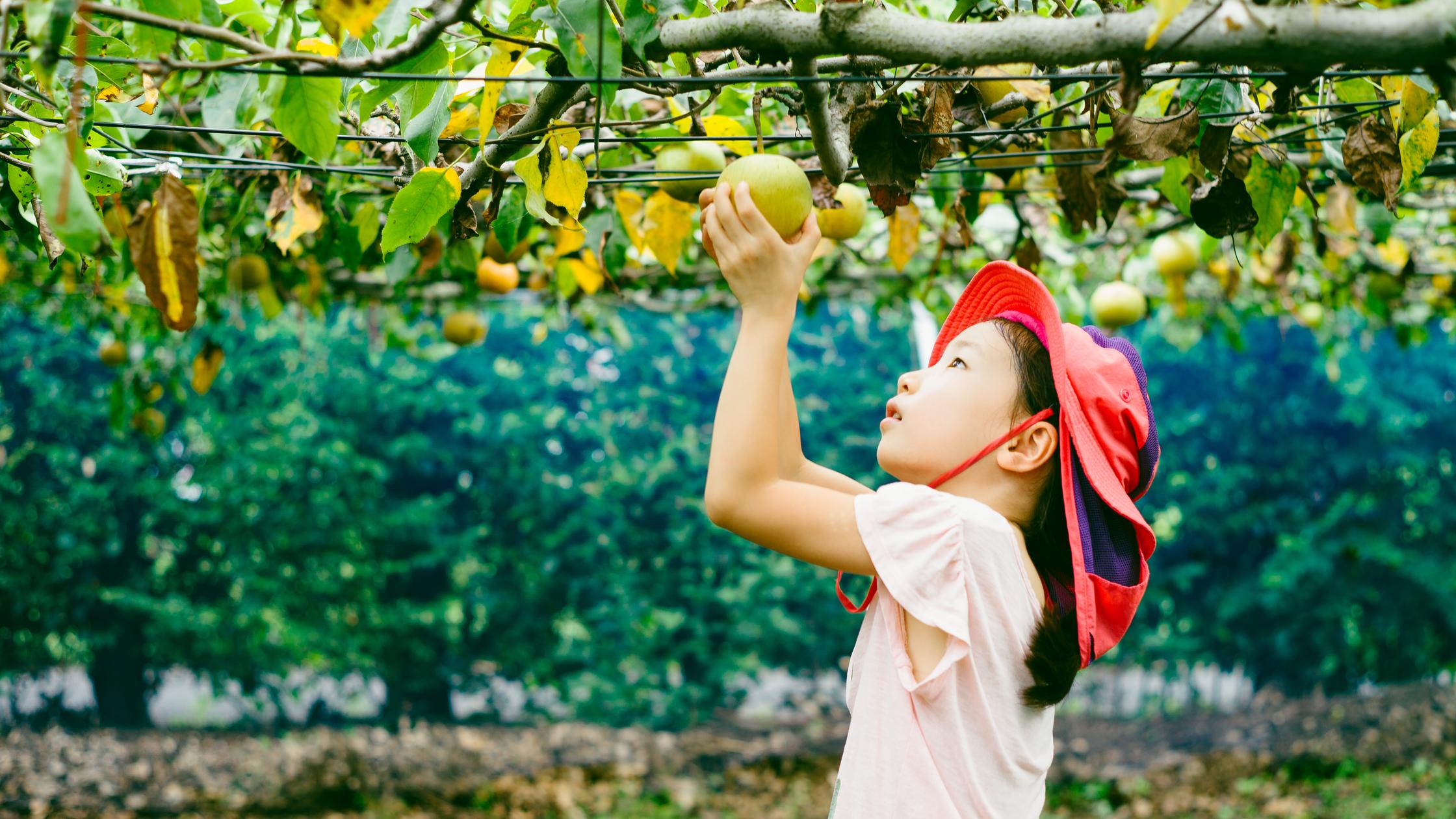 Une fille récoltant des pommes biologiques. Sans utilisation d’engrais chimiques ou de pesticides