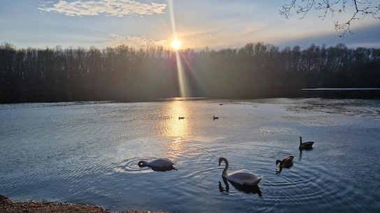 Swans and ducks in a lake